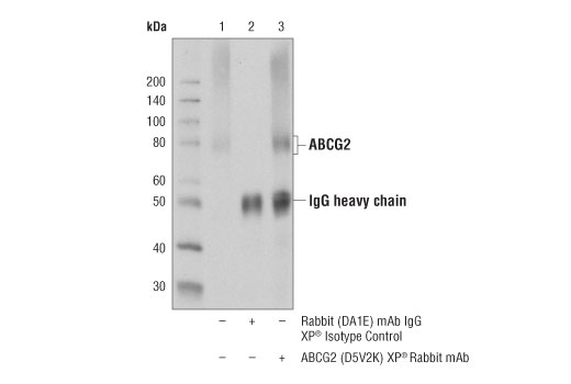 Immunoprecipitation Image 1: ABCG2 (D5V2K) XP<sup>®</sup> Rabbit mAb