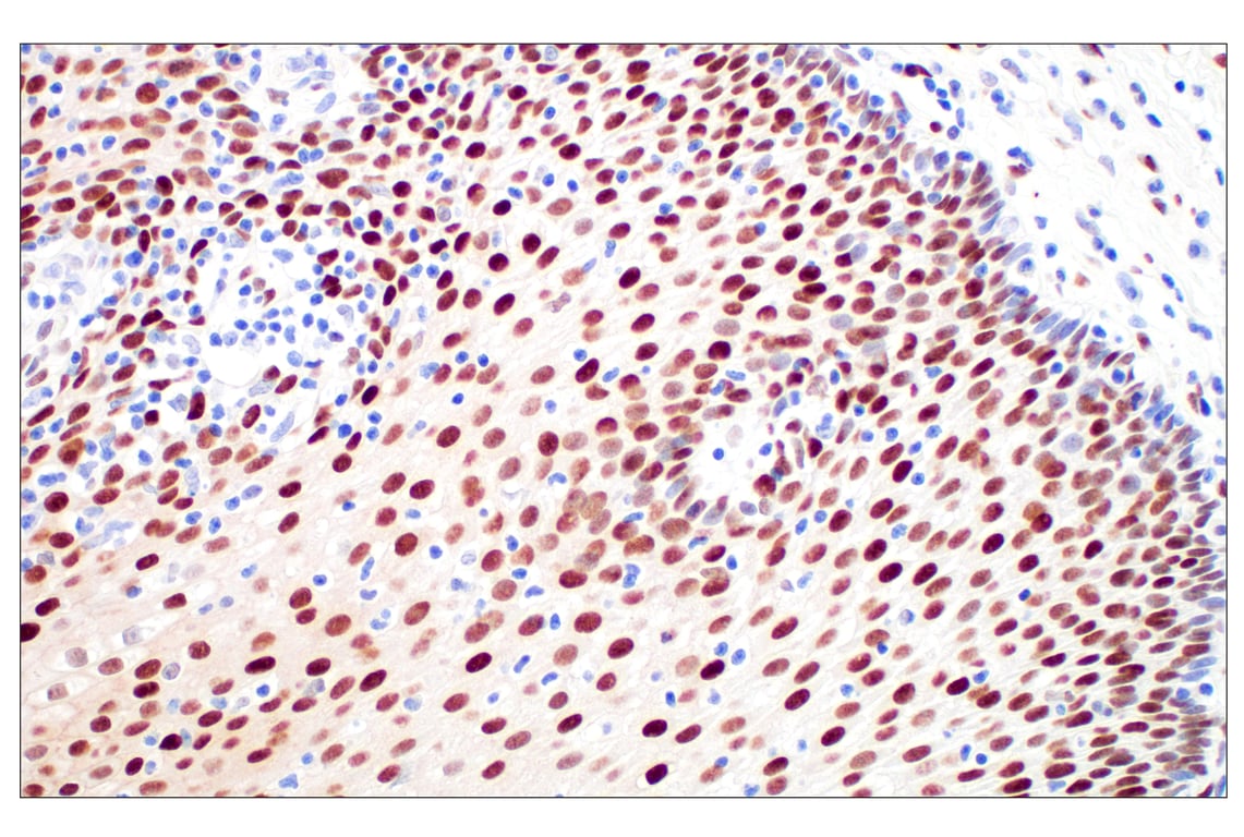 Immunohistochemistry Image 6: c-Fos (E2I7R) XP<sup>®</sup> Rabbit mAb