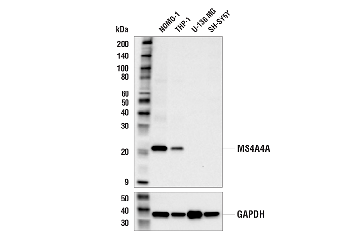 Western Blotting Image 1: MS4A4A (E7J5D) Rabbit mAb