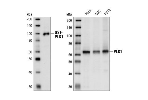 Western Blotting Image 1: PLK1 (208G4) Rabbit mAb (BSA and Azide Free)