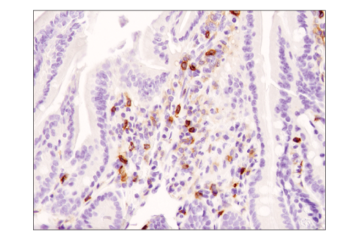 Immunohistochemistry Image 4: CD4 (D7D2Z) Rabbit mAb (BSA and Azide Free)