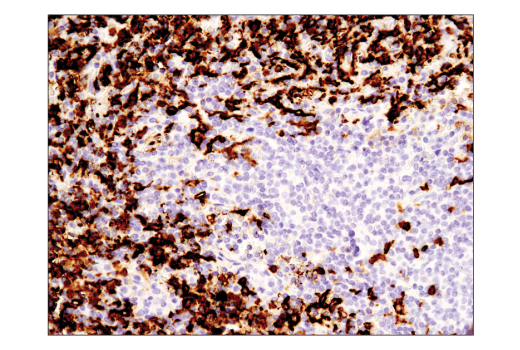 Immunohistochemistry Image 3: CD16 (D1N9L) Rabbit mAb (BSA and Azide Free)