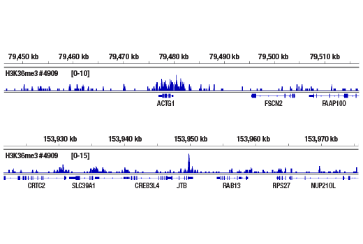 CUT & RUN Image 2: Tri-Methyl-Histone H3 (Lys36) (D5A7) XP<sup>®</sup> Rabbit mAb
