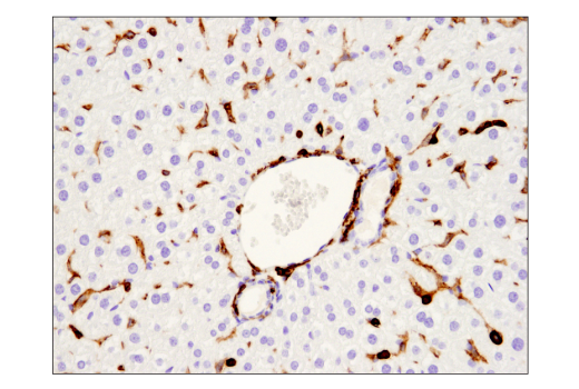 Immunohistochemistry Image 3: CD45 (D3F8Q) Rabbit mAb (BSA and Azide Free)