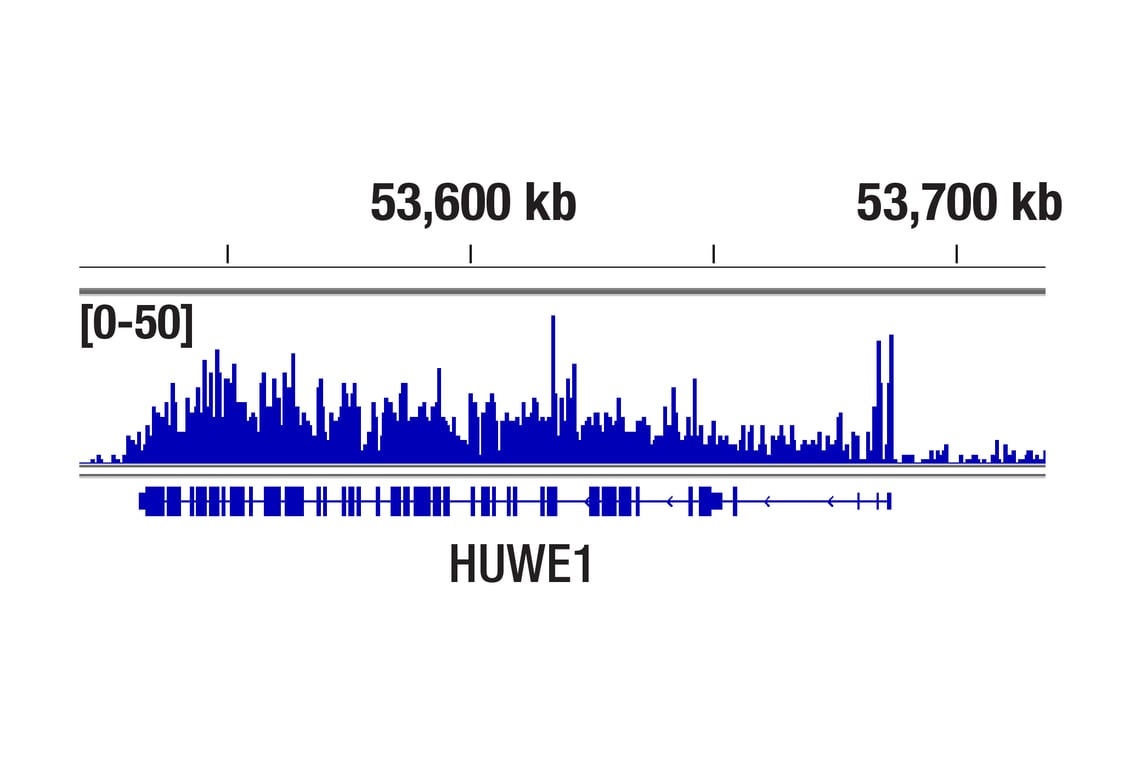 CUT & Tag Image 1: DNMT3B (E8A8A) XP<sup>®</sup> Rabbit mAb