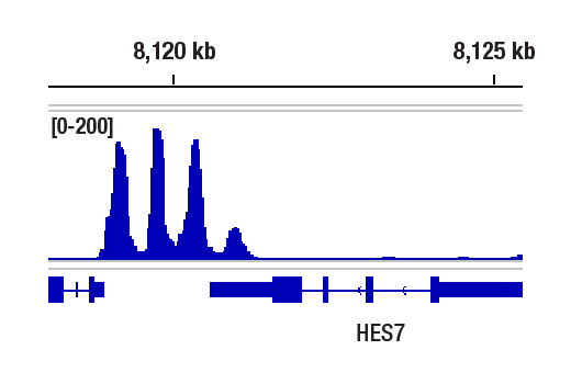 Chromatin Immunoprecipitation Image 1: ACTL6B/BAF53B (E5X8C) Rabbit mAb