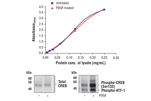 ELISA Image 1: FastScan™ Total CREB ELISA Kit