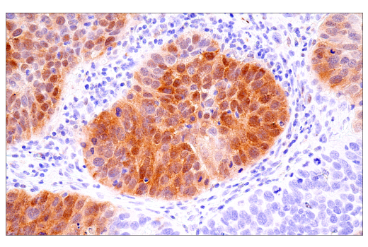 Immunohistochemistry Image 5: α-Synuclein (E4U2F) XP<sup>®</sup> Rabbit mAb (BSA and Azide Free)