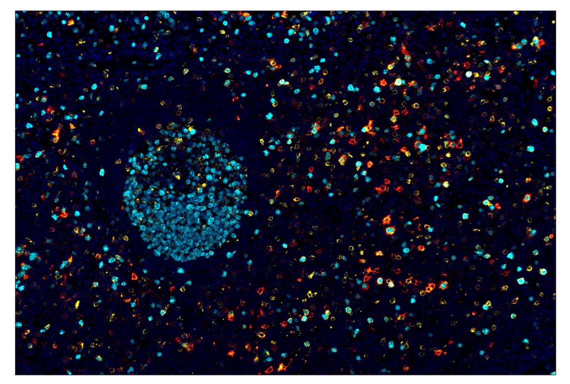 Immunohistochemistry Image 1: OX40 (E9U7O) & CO-0086-488 SignalStar<sup>™</sup> Oligo-Antibody Pair