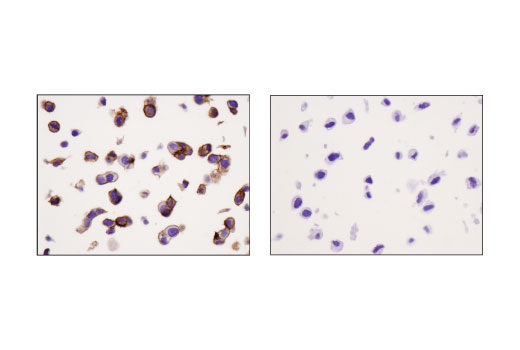 Immunohistochemistry Image 1: CELSR2 (D2M9H) XP<sup>®</sup> Rabbit mAb (BSA and Azide Free)