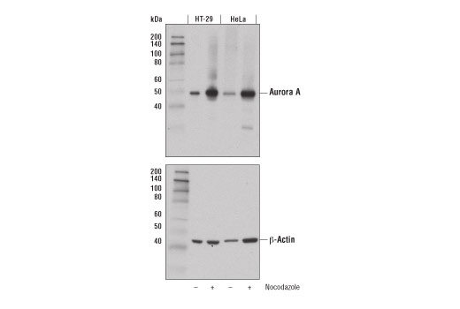 Western Blotting Image 1: Aurora A (D3V7T) XP<sup>®</sup> Rabbit mAb (BSA and Azide Free)