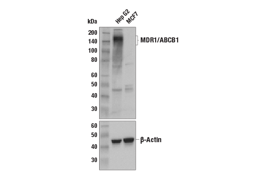 Western Blotting Image 2: MDR1/ABCB1 (E1Y7S) Rabbit mAb