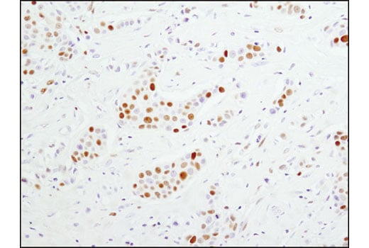 Immunohistochemistry Image 1: MCM4 (D3H6N) XP<sup>®</sup> Rabbit mAb (BSA and Azide Free)