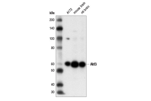 Western Blotting Image 2: Akt3 (E2B6R) Rabbit mAb