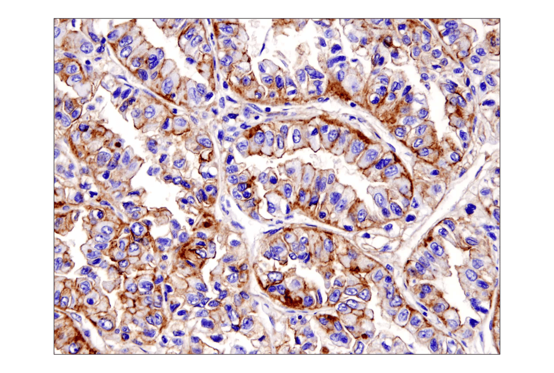 Immunohistochemistry Image 4: Na,K-ATPase α1 (D4Y7E) Rabbit mAb