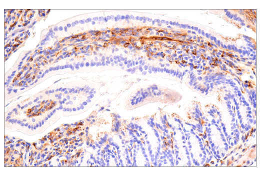 Immunohistochemistry Image 10: ApoE (E7X2A) Rabbit mAb (BSA and Azide Free)