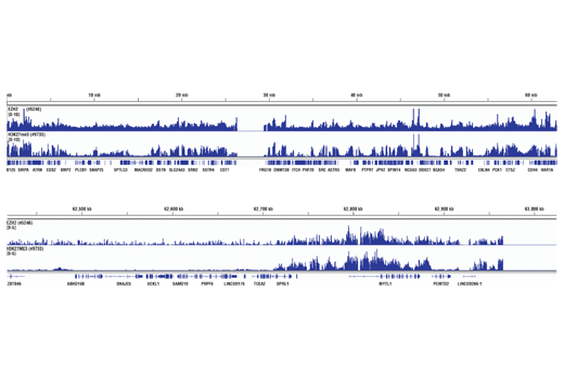 Chromatin Immunoprecipitation Image 2: Tri-Methyl-Histone H3 (Lys27) (C36B11) Rabbit mAb