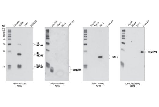Western Blotting Image 2: ISG15 Antibody