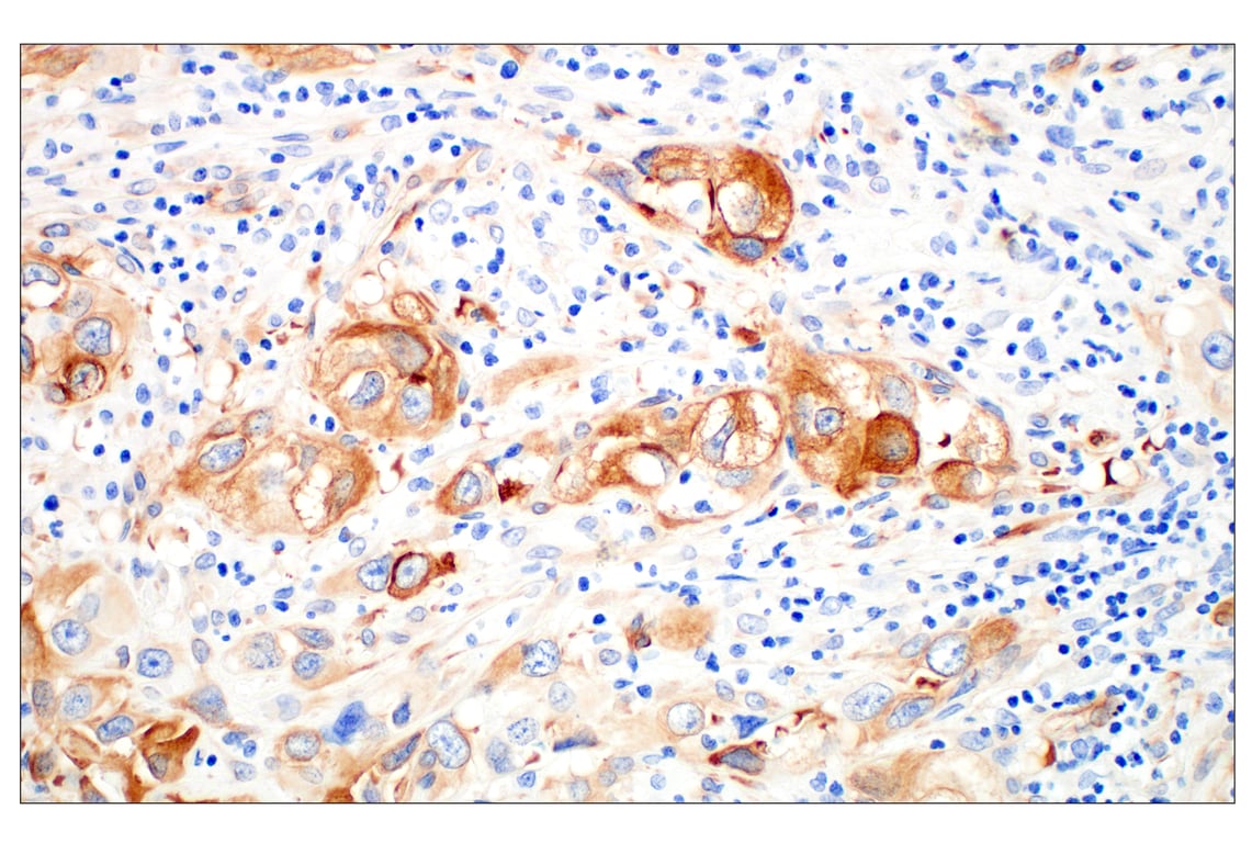 Immunohistochemistry Image 7: β3-Tubulin (E9F3E) Mouse mAb (BSA and Azide Free)