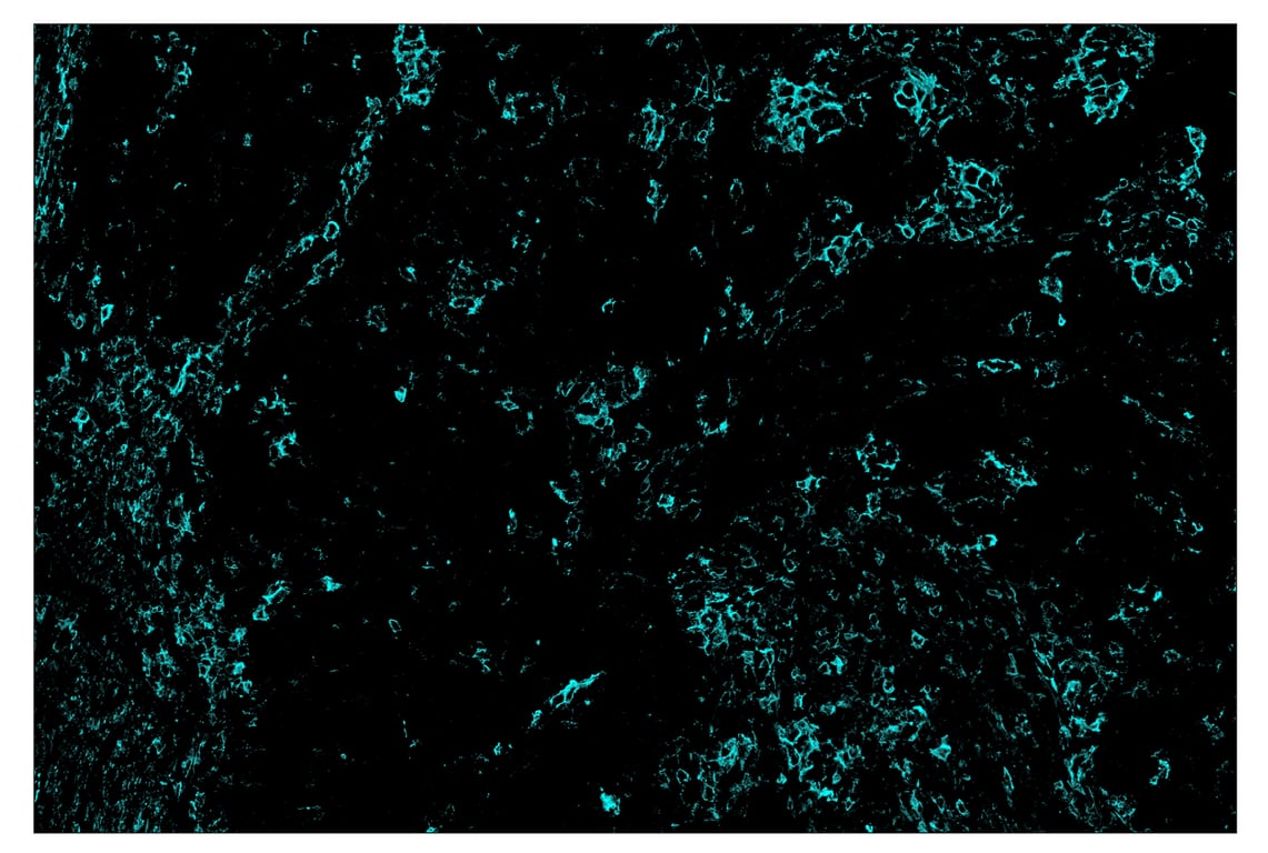 Immunohistochemistry Image 5: CD44 (E7K2Y) & CO-0030-647 SignalStar<sup>™</sup> Oligo-Antibody Pair