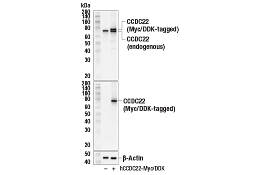 Western Blotting Image 3: CCDC22 (E3F5L) Rabbit mAb
