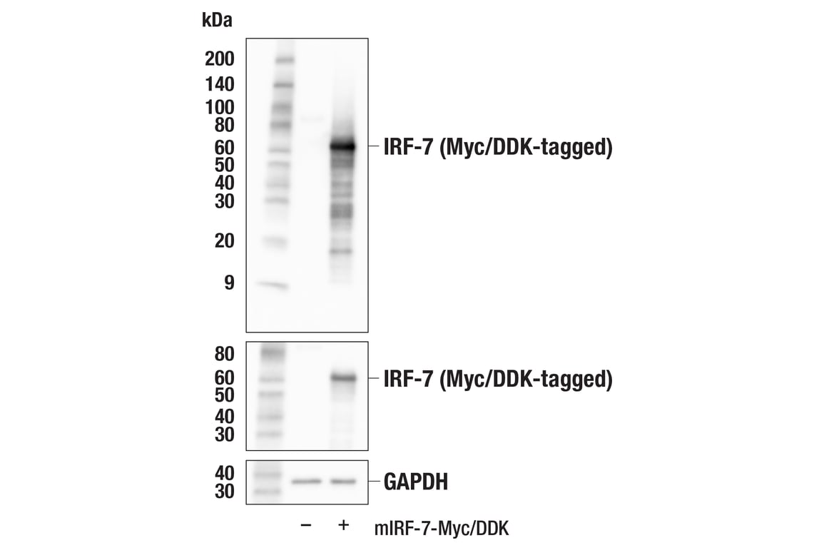 Western Blotting Image 2: IRF-7 (E2U6L) Rabbit mAb