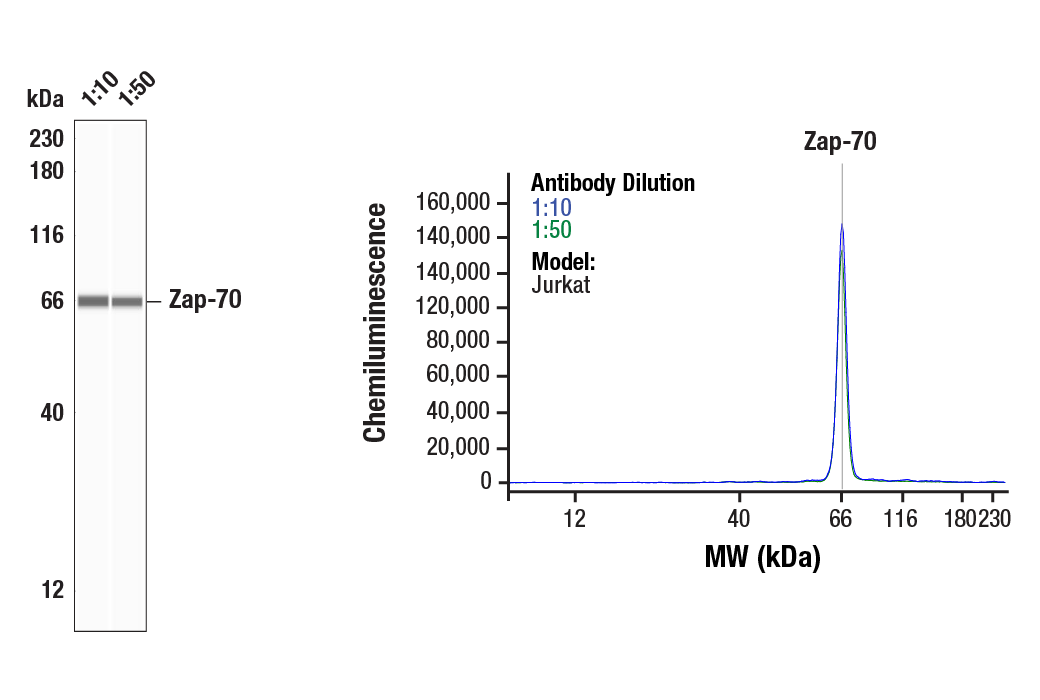 Western Blotting Image 1: Zap-70 (D1C10E) XP<sup>®</sup> Rabbit mAb