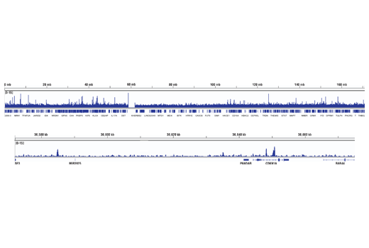 Chromatin Immunoprecipitation Image 2: SMAD3 (C67H9) Rabbit mAb