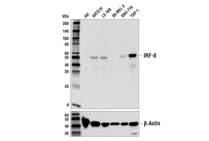 Western Blotting Image 1: IRF-8 (E6J8Q) XP<sup>®</sup> Rabbit mAb