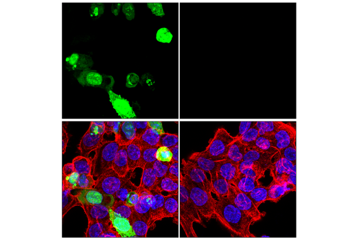 Immunofluorescence Image 1: VSV-G Tag (E8S5G) Rabbit mAb