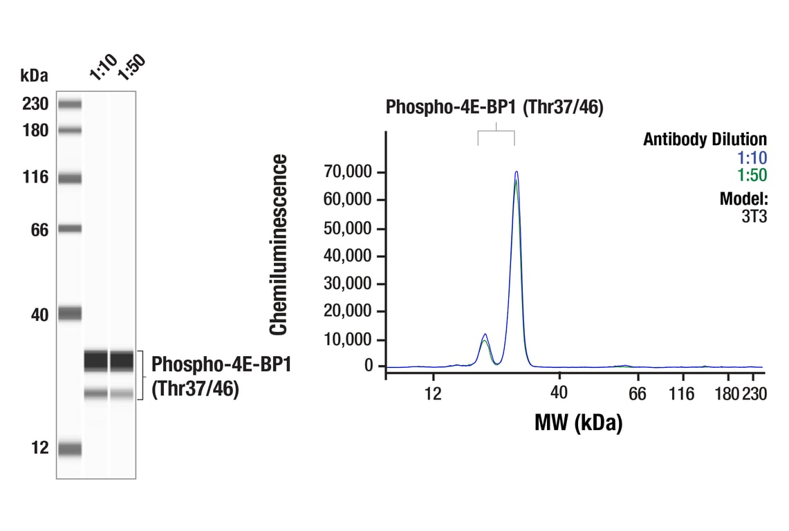Western Blotting Image 1: Phospho-4E-BP1 (Thr37/46) (236B4) Rabbit mAb
