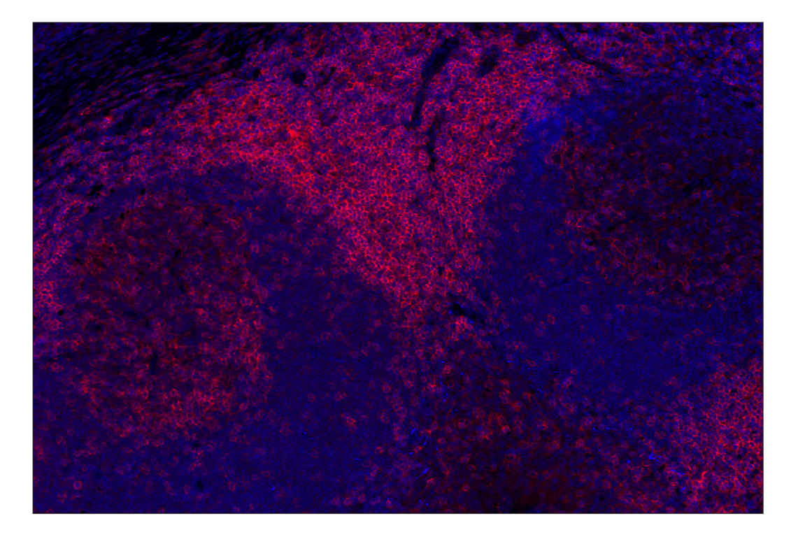 Immunohistochemistry Image 1: CD4 (MSVA-004R) Rabbit mAb (Alexa Fluor<sup>®</sup> 647 Conjugate)