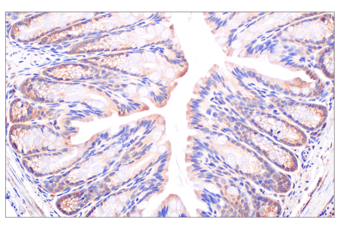 Immunohistochemistry Image 7: Fumarase (D9C5) Rabbit mAb