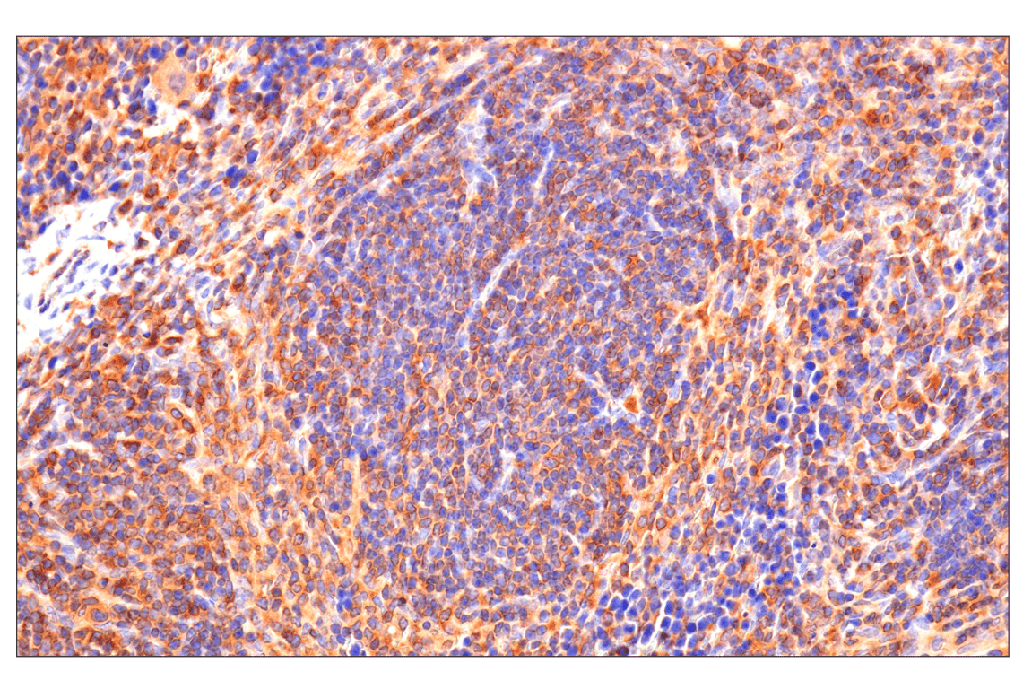 Immunohistochemistry Image 7: Caspase-8 (F5K9P) Rabbit mAb (BSA and Azide Free)