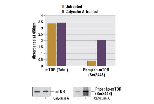 ELISA Image 1: PathScan<sup>®</sup> Phospho-mTOR (Ser2448) Sandwich ELISA Kit