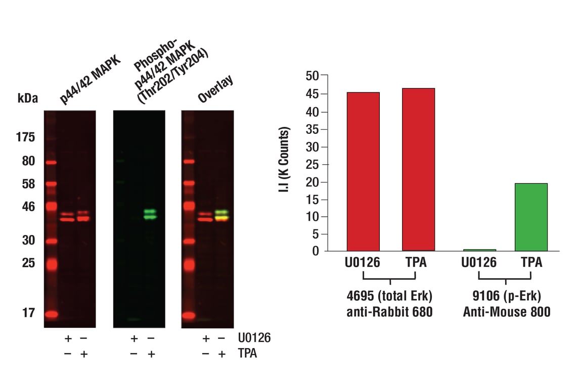 Western Blotting Image 1: Anti-mouse IgG (H+L) (DyLight 800 4X PEG Conjugate)