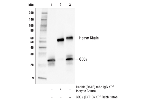 Immunoprecipitation Image 1: CD3ε (E4T1B) XP<sup>®</sup> Rabbit mAb