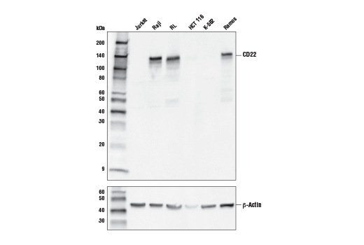 Western Blotting Image 1: CD22 (E7L6Z) XP<sup>®</sup> Rabbit mAb (BSA and Azide Free)