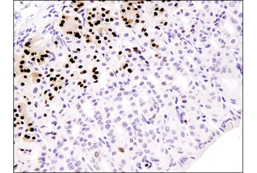 Immunohistochemistry Image 3: MIST1/bHLHa15 (D7N4B) XP<sup>®</sup> Rabbit mAb