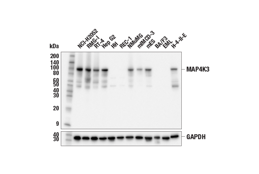 Western Blotting Image 1: MAP4K3 (E9L1J) Rabbit mAb