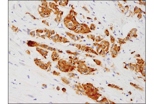 Immunohistochemistry Image 2: Phospho-Tau (Ser416) (D7U2P) Rabbit mAb (BSA and Azide Free)