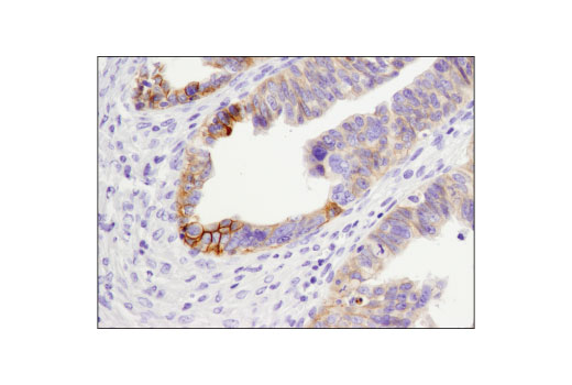 Immunohistochemistry Image 2: CELSR2 (D2M9H) XP<sup>®</sup> Rabbit mAb (BSA and Azide Free)