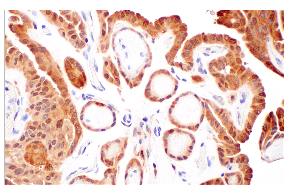 Immunohistochemistry Image 4: GPX4 (E5Y8K) Rabbit mAb