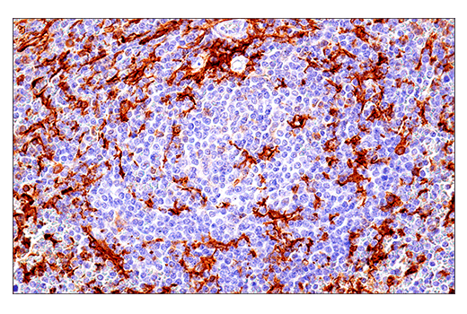 Immunohistochemistry Image 7: LAIR-1 (E7X6I) XP<sup>®</sup> Rabbit mAb (BSA and Azide Free)