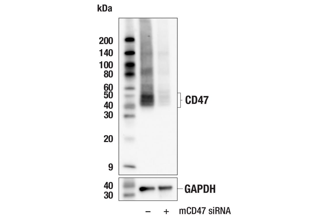 Western Blotting Image 2: CD47 (E2V9V) Rabbit mAb