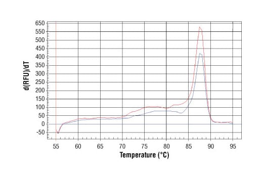 Chromatin Immunoprecipitation Image 1: SimpleChIP<sup>®</sup> Human γ-Actin Promoter Primers