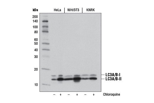 Western Blotting Image 2: LC3A/B (D3U4C) XP<sup>®</sup> Rabbit mAb (BSA and Azide Free)