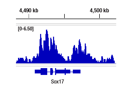 Chromatin Immunoprecipitation Image 1: Ubiquityl-Histone H2A.Z (Lys120) (E6G7X) Rabbit mAb
