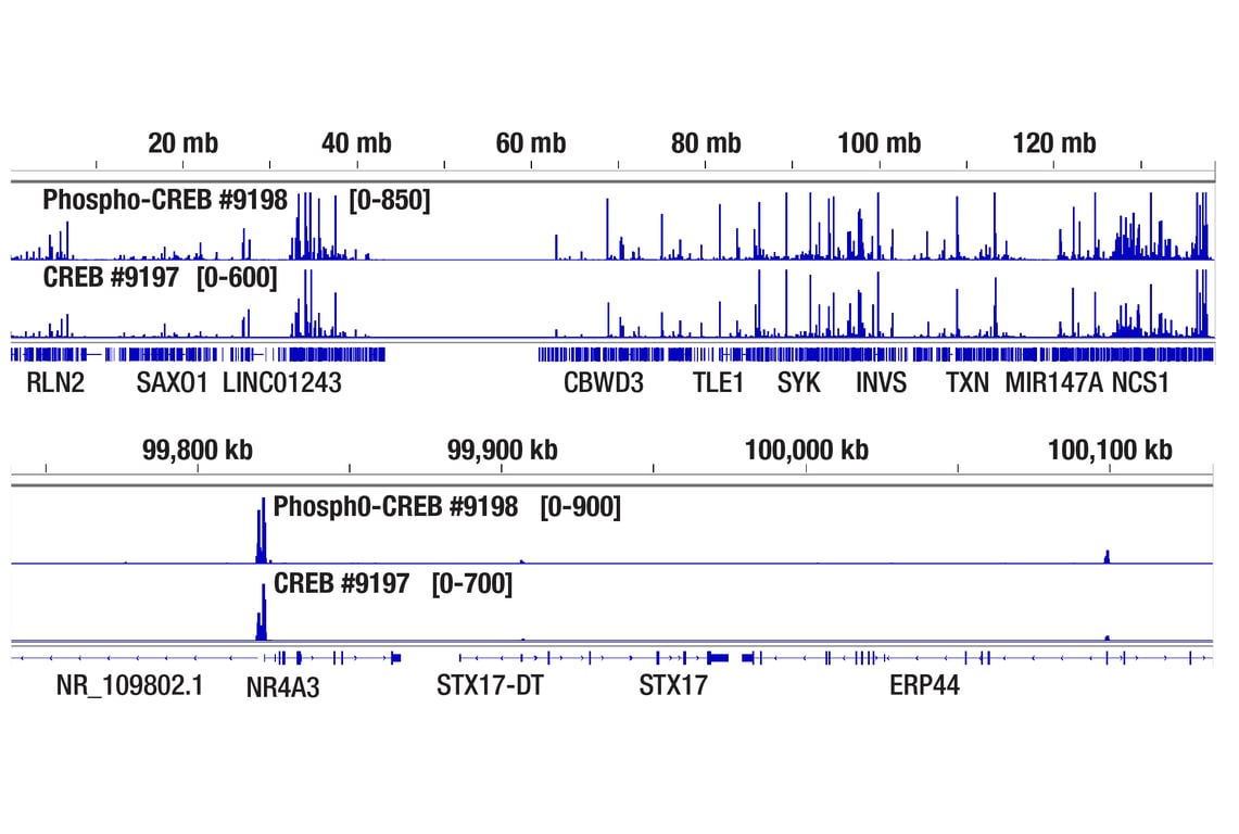 undefined Image 34: Cannabinoid Receptor 1 Downstream Signaling Antibody Sampler Kit