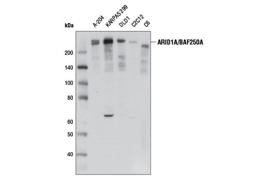 undefined Image 4: BAF Complex IHC Antibody Sampler Kit